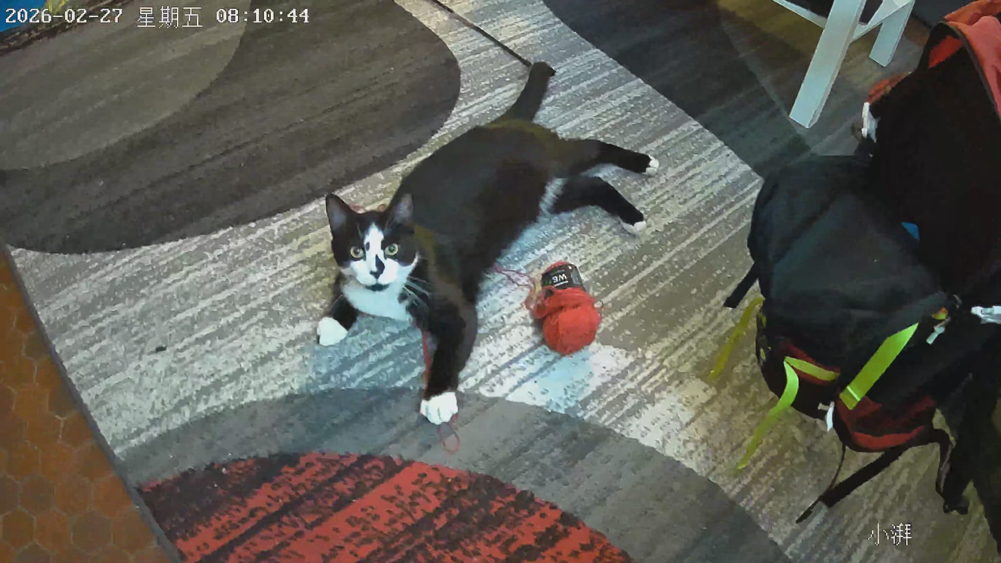 What My Cat's Camera Was Doing Behind My Back